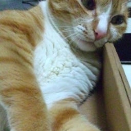 cecil