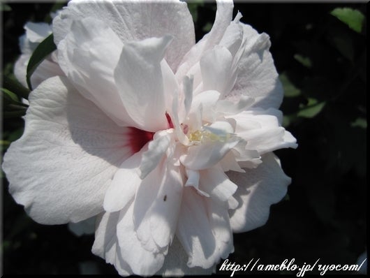 ☆りょう様のブランチ☆-白い花