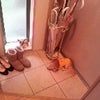 モコの画像