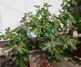 ８月４日 水 鉢植えのイチジクが鈴なりに 久々に美味しいブドウを食べたぞ 大森直樹 山陽農園のブログ