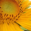 8月の花、ヒマワリの画像