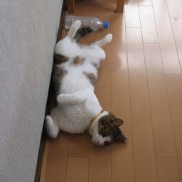 ほのぼの日和ですにゃ～ん