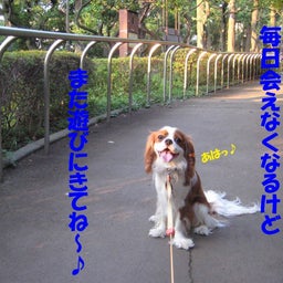 キャバリア　　チャム～！２１時だよ～-aha