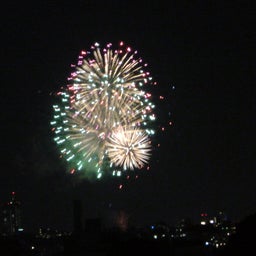 ハチと蓮華-20100821190334.jpg