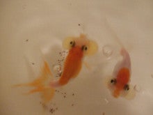 おひさまの下の金魚たち-ぱくぱく2