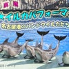 【告知】イルカの写真展【名古屋】の画像