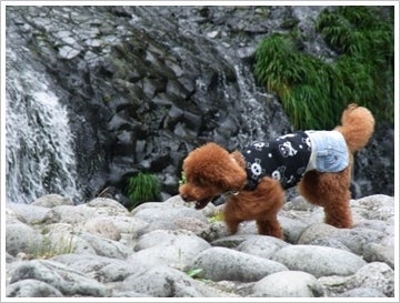 Poodle and Daily Life