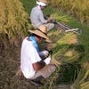 新米の新米による新米のための米作りの画像