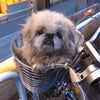 だぁーの画像