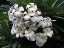 耳に飾る花の意味は ポノポノハワイ ブログ