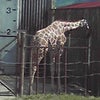 in サファリの画像