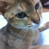 寝なければの画像