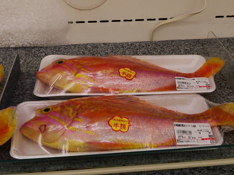 スポツスタ-魚