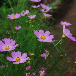 ☆o○*サ～ラ*o○☆ﾟの写真日記-33
