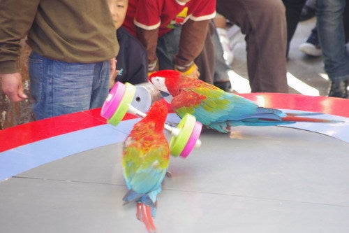 中国大連生活・観光旅行通信*＊-老虎灘　鳥語園　鳥のショー