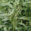 10月10日の花言葉の画像