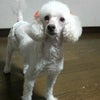 丸坊主の画像