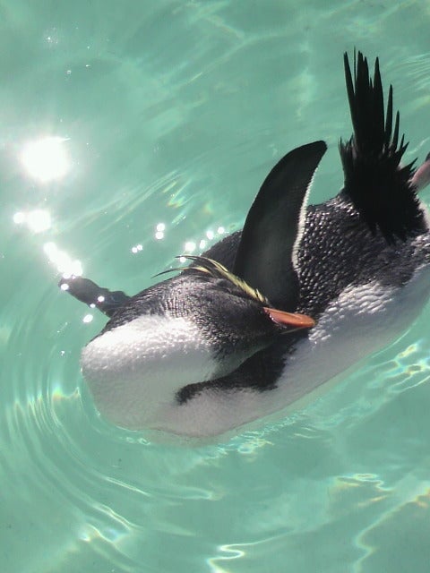 こんばんわ♪の記事画像