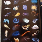 『深海魚探検　ふしぎな深海の生き物』　で細部まで観察の記事より