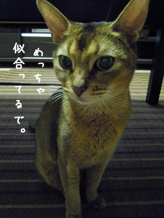 ぷりぽち日記～猫とアラフォー女