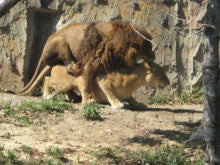 選択した画像 ライオンの交尾 237989ライオンの交尾 痛い
