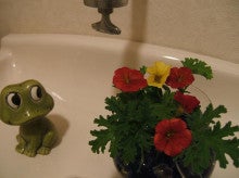 ヒロアミーの日記-トイレの花