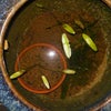 火鉢のミズサンザシの画像