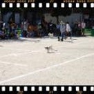 わんわん運動会!!2009『1．かけっこ』『2．だるまさんがころんだ！』の記事より