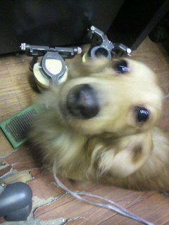 迷い犬の記事画像