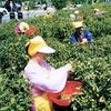 韓国 河東_花開茶園観光農園の画像