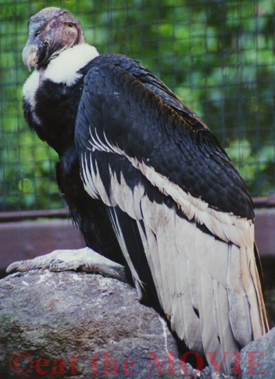世界最大の猛禽類 アンデスコンドル Nakazawa Geographic