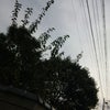 おはよー…あら？木が空を邪魔してる！の画像