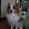実家 犬 蓮花の画像