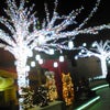 今年のクリスマスイルミネーションの画像