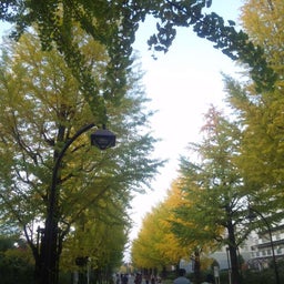 サリー日記-銀杏