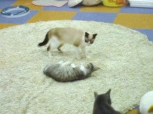 猫のまほう　蒲田東口店　 かまちゃんブログ