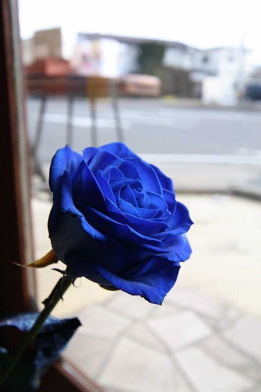 青いバラの花言葉 バシカタのブログ 青いバラの花言葉 バシカタのブログ