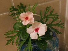 ヒロアミーの日記-お風呂の花