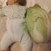 添い寝する白菜の画像