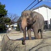 動物園☆の画像