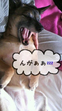 ミックス犬(柴犬×ボストンテリア) ミルモの日記-image0011.jpg