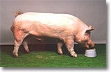 $「北海道育ち　ひこま豚」の紹介ブログ-大ヨークシャー