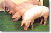 $「北海道育ち　ひこま豚」の紹介ブログ-ハイコープＳＰＦ豚