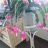冬の花の画像