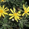 12月31日の誕生花の画像