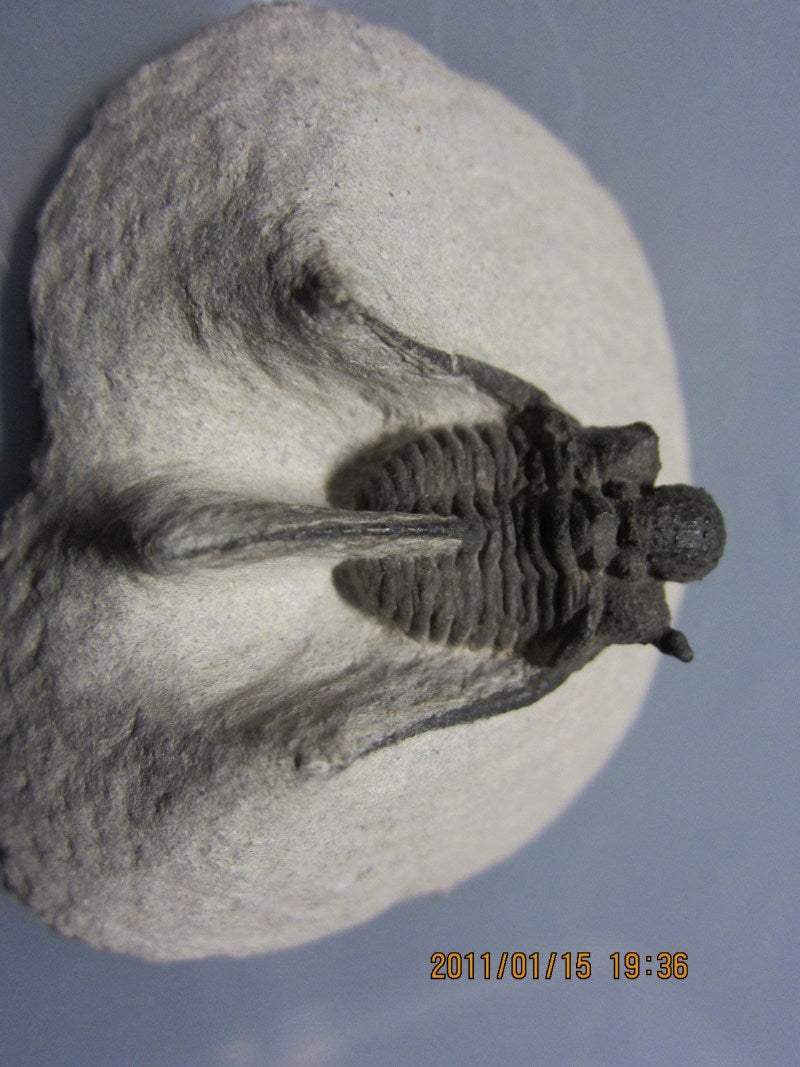 fake trilobites 偽三葉虫の見分け方 part1 | 石を愛する私のブログ