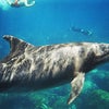 御蔵島でイルカと泳ぐ（2006.8）の画像