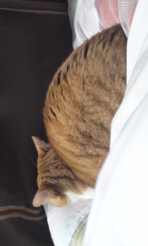 ねこの記事画像