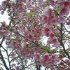 ☆ここにも桜♪☆の画像