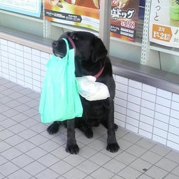 mamakoの気まぐれ日記